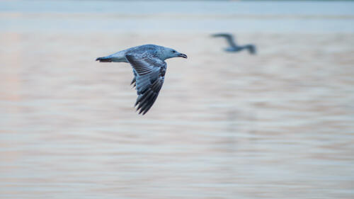 Seagull flight 2